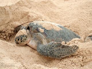 2D1N Selingan Turtle Island Package (Special Promo)
